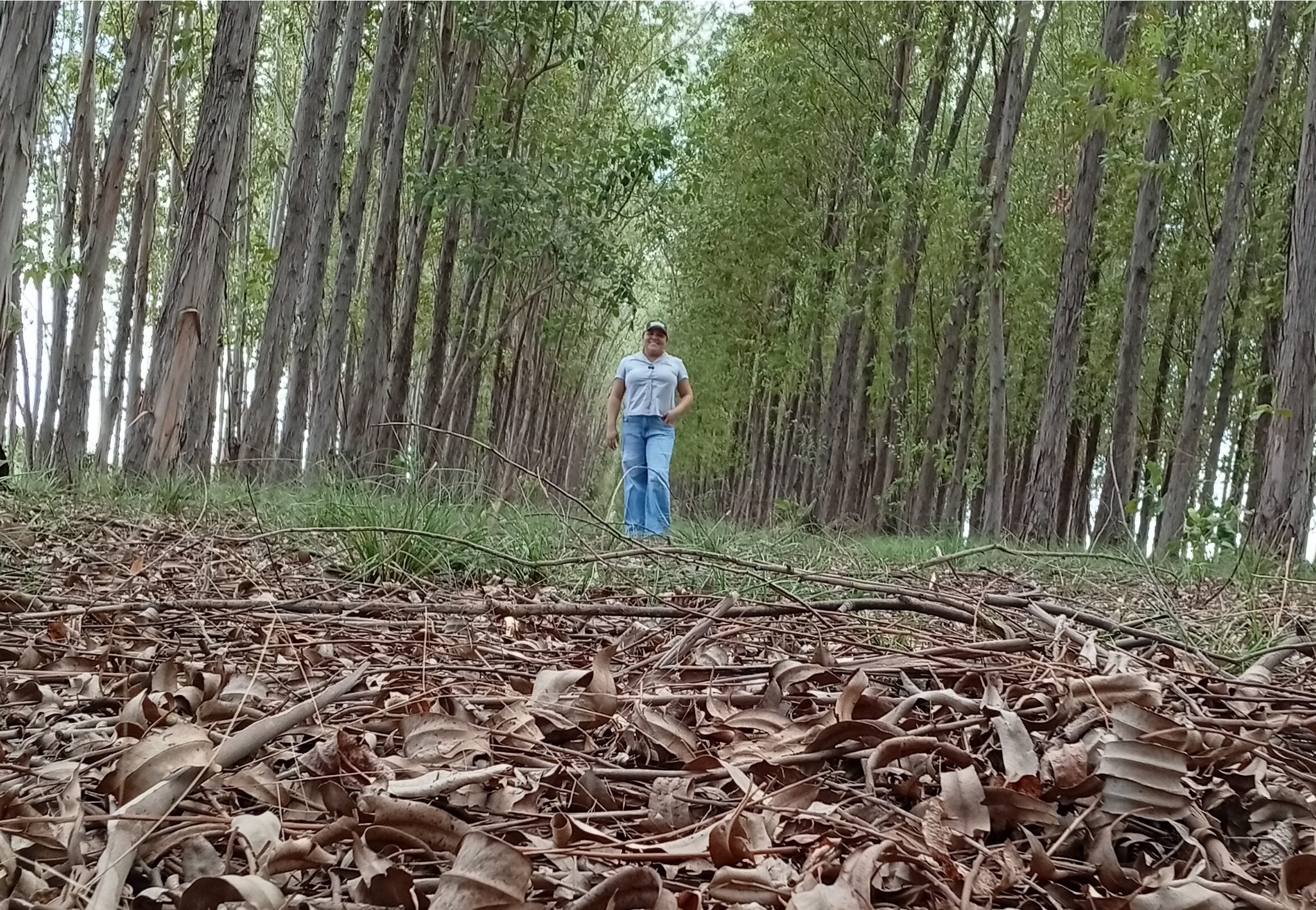 Projetos de reflorestamento ganham for�a no Brasil